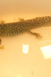 Axolotel